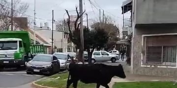 Una de las vacas sobrevivientes en Wilde.