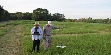 Control de suplementación de pasturas