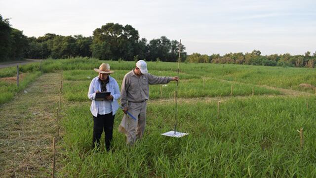 Control de suplementación de pasturas