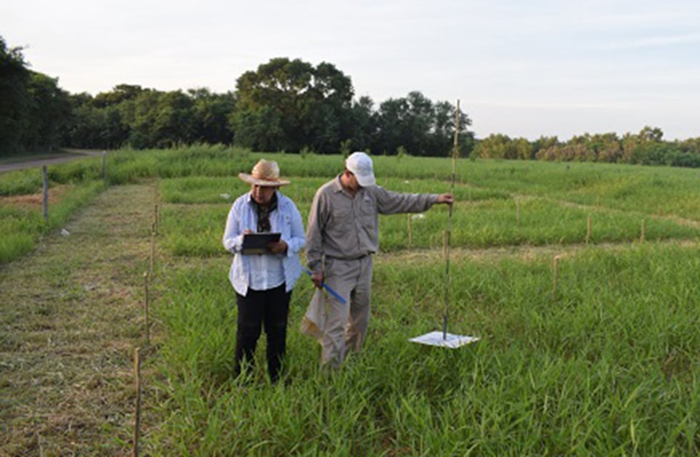 Cómo evitar pérdidas por meteorismo en pasturas