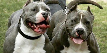 Pitbulls