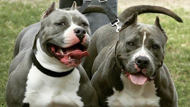 Pitbulls
