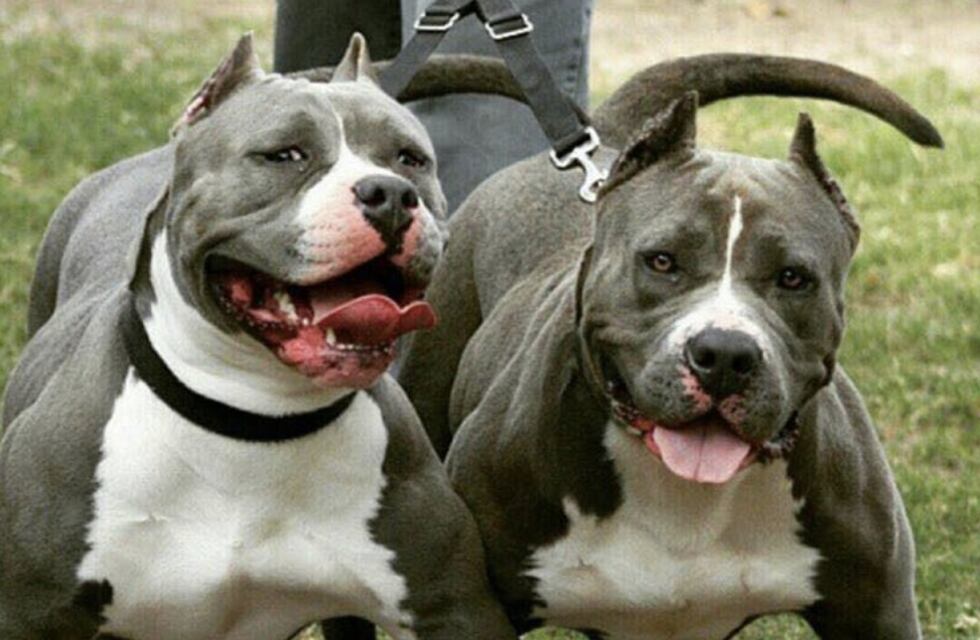 Ataque de un pitbull en Tandil: tras la agresión a un hombre de 81 años, inician una causa judicial