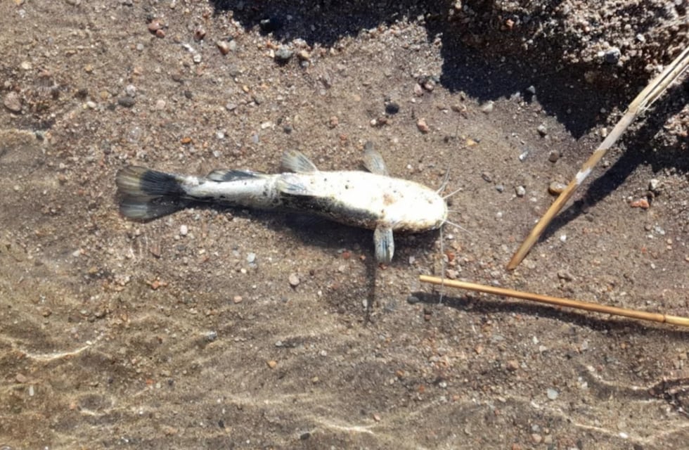 Aparecieron peces muertos a la vera del Río V y analizan el agua