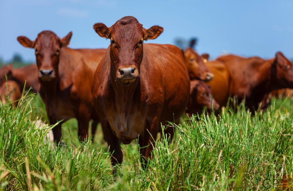 El principio de que las vacas comen por las patas