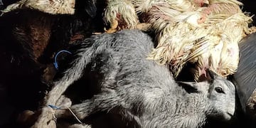 Los animales fueron rescatados