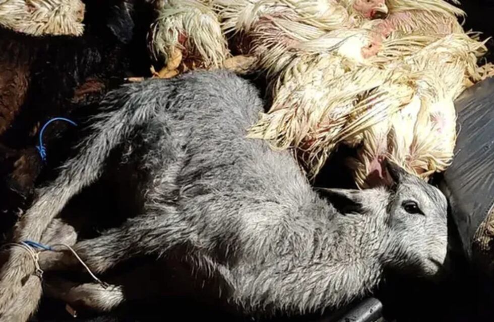 Roldán: buscaban a un presunto narco y terminaron desactivando un ritual con sacrificios de animales