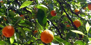 Con frutas que irían a desecho, emprendedores las convertirán en licor, jugo y detergente.