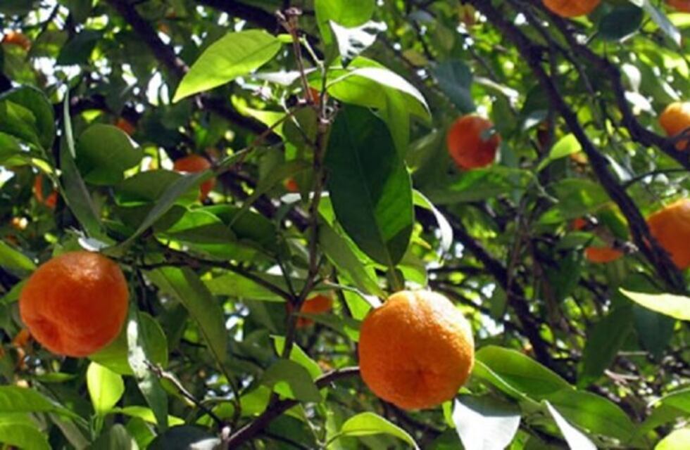 Con frutas que irían a desecho, emprendedores las convertirán en licor, jugo y detergente