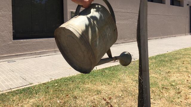 El vecino también debe cuidar el arbolado público