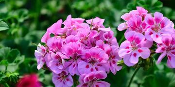 El geranio es una flor que cuenta con infinidad de colores. Foto: Verdecora / Grupo Edisur