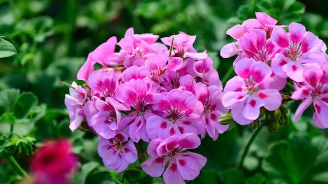 El geranio es una flor que cuenta con infinidad de colores. Foto: Verdecora / Grupo Edisur