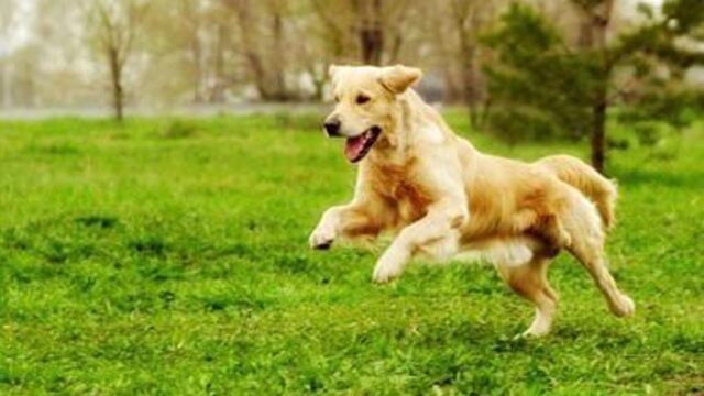 perrito feliz corriendo
