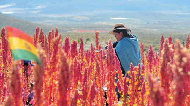 Quiniua Boliviana