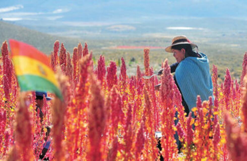Fuerte baja en las ventas de la Quinua Boliviana