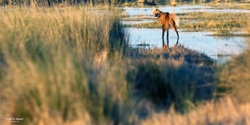 El animal fue divisado en un conocido Parque Nacional de la provincia de Córdoba.
