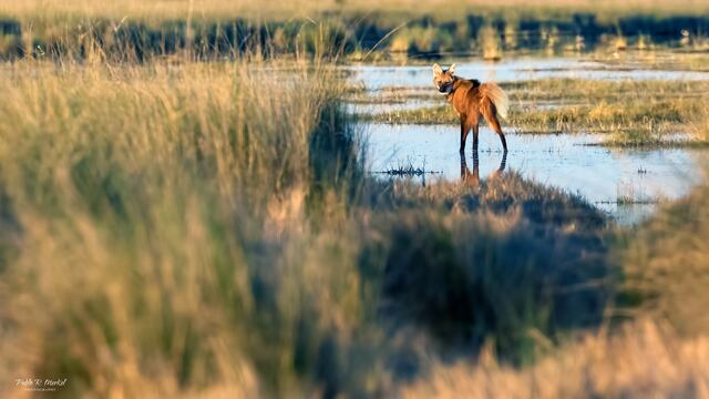 El animal fue divisado en un conocido Parque Nacional de la provincia de Córdoba.