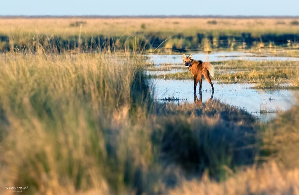 Sorpresa en Córdoba: apareció un exótico animal en un conocido lugar de la provincia