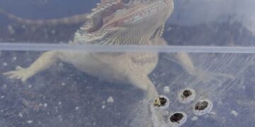 La mayoría de los animales estaban con vida.