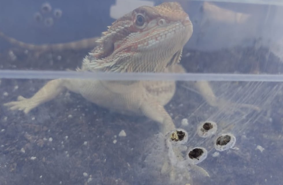 Encontraron 35 animales en una casa de Córdoba: Yacarés, culebras, tortugas y más