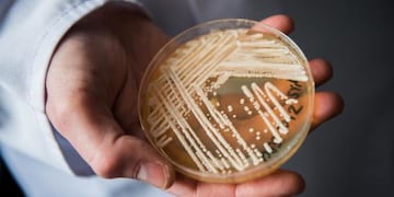 Ya es el tercer caso que se registra del "Súper Hongo" en Brasil.