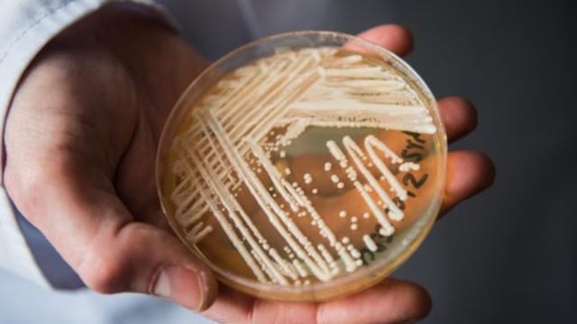 Ya es el tercer caso que se registra del "Súper Hongo" en Brasil.