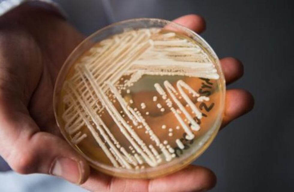Brasil: el “Súper Hongo” una enfermedad que consideran como la próxima pandemia