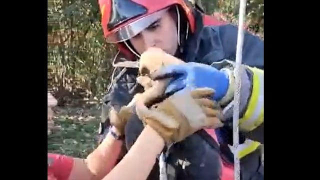 Tres cachoritos fueron abandonados en un pozo en barrio Villa Retiro. Efectivos lograron salvarlos.