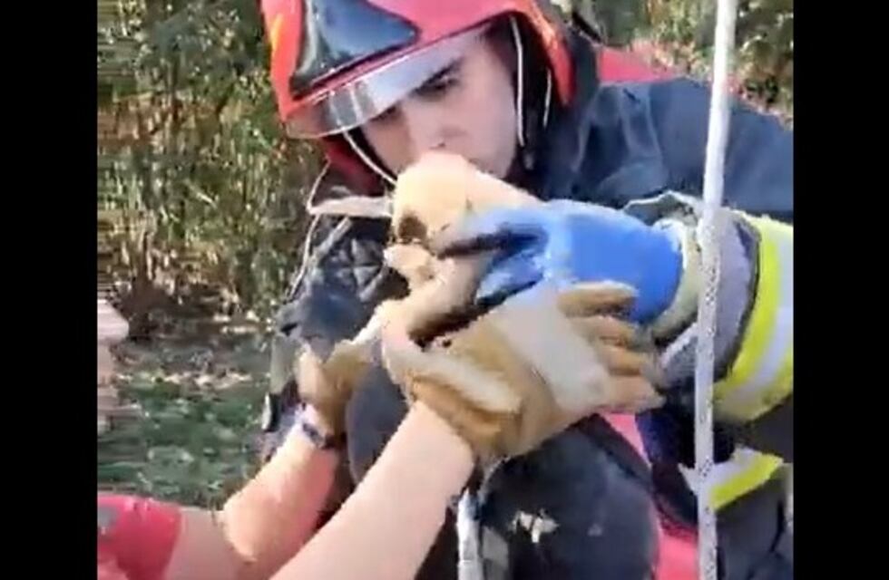 Emocionante video: abandonaron tres cachorritos en un pozo y el DUAR Córdoba desplegó un operativo de rescate