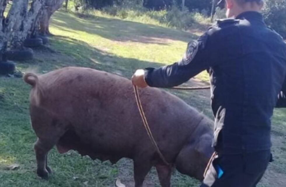 Recuperaron un ejemplar porcino en San Javier