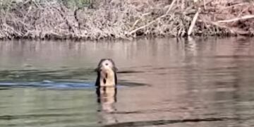 La nutria gigante en el río Bermejo que atraviesa parte de El Impenetrable.