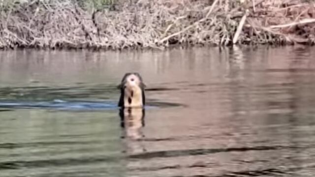 La nutria gigante en el río Bermejo que atraviesa parte de El Impenetrable.