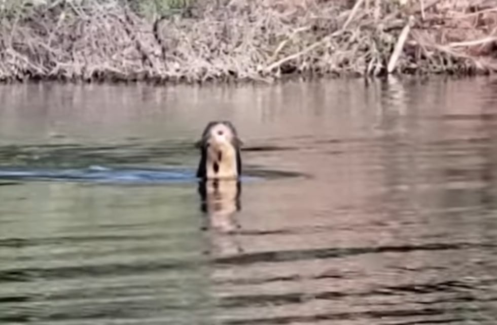 Redescubren especie en El Impenetrable que se creía extinta