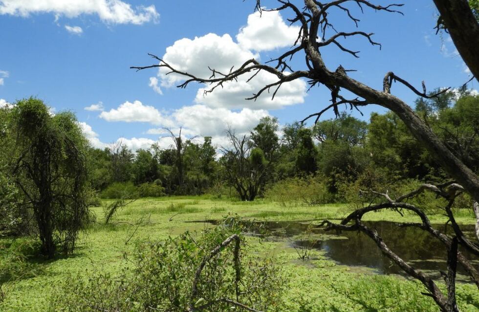 Fotografiaron a un animal en peligro de extinción en un Parque Nacional de Formosa: la gente podrá elegir su nombre