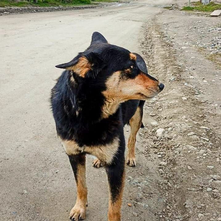 Controles de Zoonosis en Andorra.