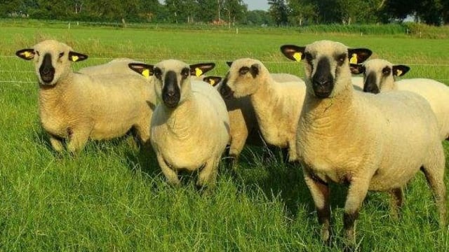 Mercado Concentrador: alta demanda de cordero serrano misionero en Posadas