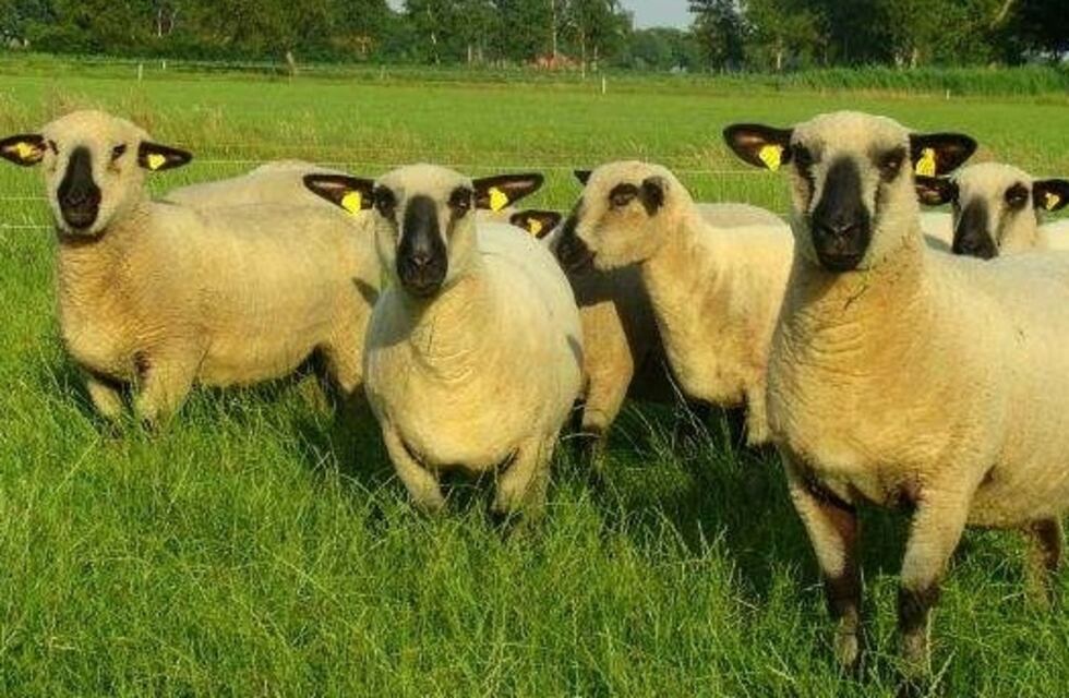 Mercado Concentrador: alta demanda de cordero serrano misionero