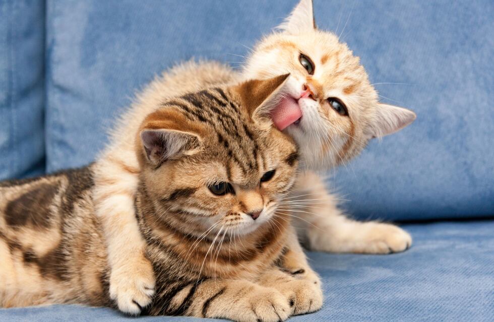 Por qué los lirios son venenosos para los gatos