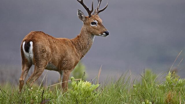 Venado de las pampas