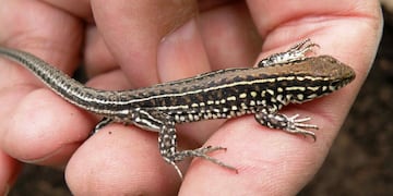 Serrana. “Contomastix celata” es el nombre científico que recibió la lagartija que habita en las Sierras. (Prensa Conicet)