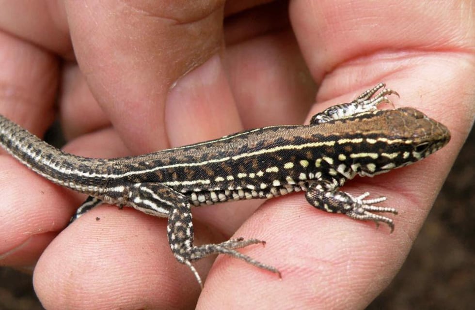 Lagartijas en casa: significado, causas y cómo manejarlas