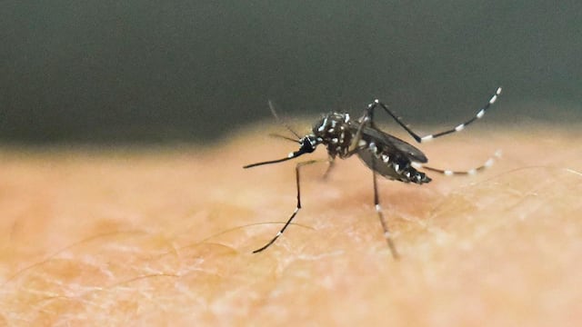 Dengue, enfermedad ocasionada por el mosquito Aedes aegypti.