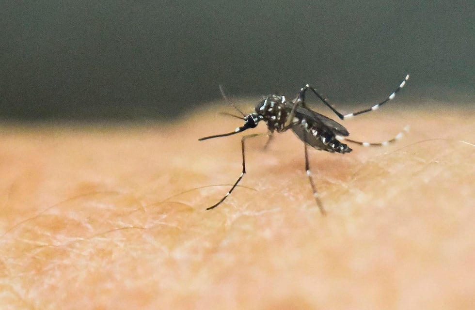 Los casos de dengue bajaron un 62% en Córdoba: esta semana se registraron 78 nuevos