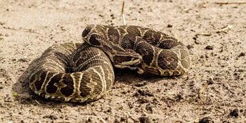 Un niño está grave tras ser picado por una víbora yarará