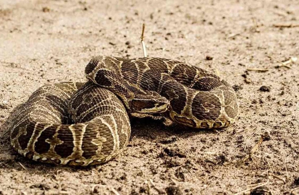 Un niño está grave tras ser picado por una víbora yarará