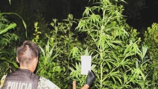 San Pedro: secuestran más de 10 plantas de marihuana con la ayuda de una perra adiestrada.