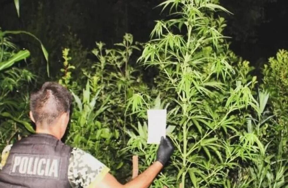 San Pedro: secuestran más de 10 plantas de marihuana con la ayuda de una perra adiestrada
