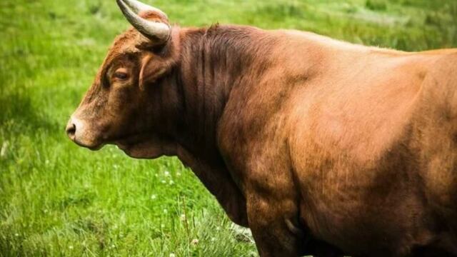 Recuperan animal vacuno robado en San Javier. Imagen ilustrativa.
