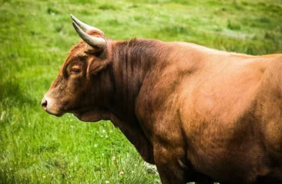 Recuperan animal vacuno robado en San Javier