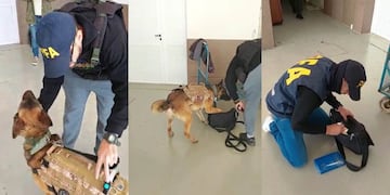 El procedimiento que comenzó con el hallazgo de Aquiles permitió desbaratar a una banda narco en San Rafael que traía droga desde Buenos Aires.